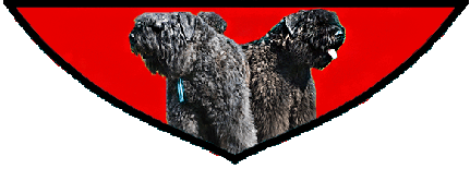 SITE WEB ELEVAGE DU CLOS DE LA LUETTE SPECIALISE POUR LE BOUVIER DES FLANDRES &copy; COPYRIGHT DEPOSE